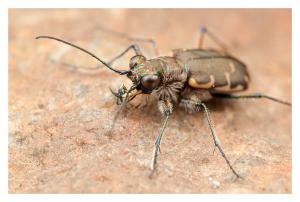 Bronzed Tiger Beetle - Cicindela repanda